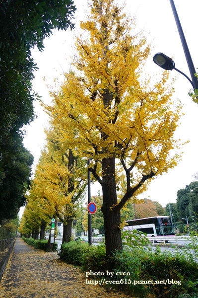 東京神宮外苑銀杏013-20161126.JPG