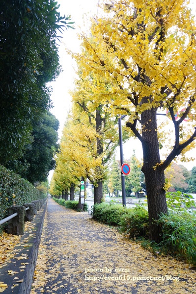 東京神宮外苑銀杏015-20161126.JPG