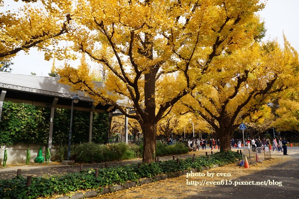 東京神宮外苑銀杏188-20161126.JPG