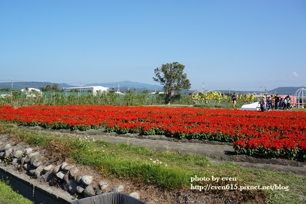 中社花園027-20161230.JPG