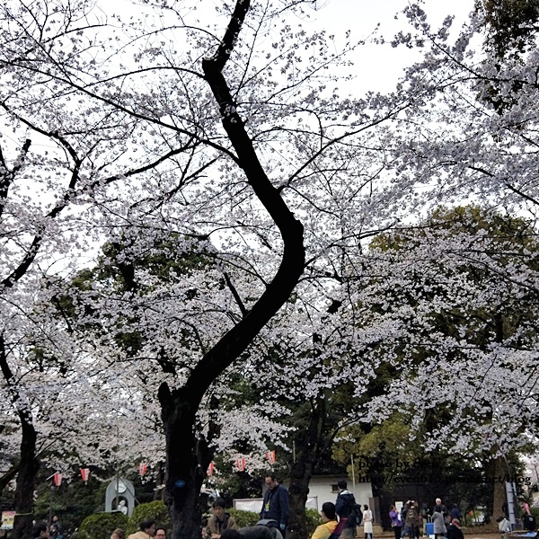 20190331日本之旅047-20190331.jpg