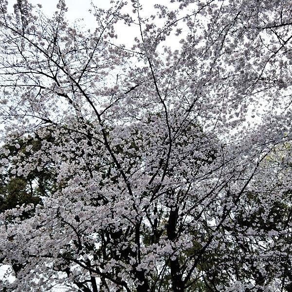 20190331日本之旅046-20190331.jpg