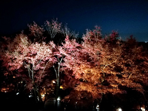 【2018年京都旅行】一個人獨旅賞楓~清水寺賞夜楓