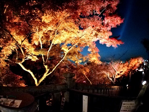 【2018年京都旅行】一個人獨旅賞楓~清水寺賞夜楓