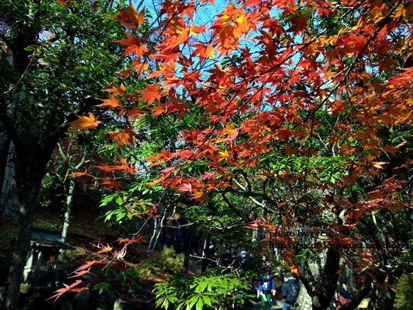 常寂光寺