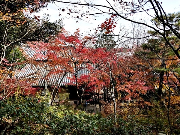 常寂光寺