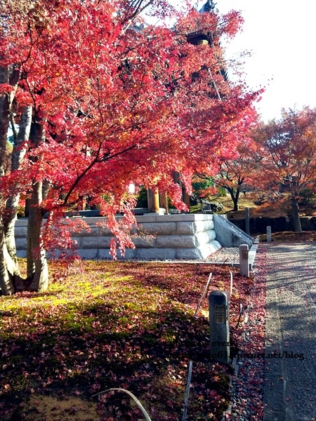 【2018年京都旅行】一個人獨旅賞楓~養源院&智積院