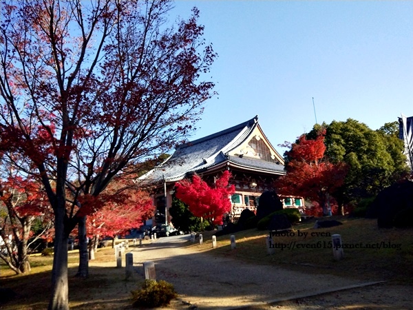 【2018年京都旅行】一個人獨旅賞楓~養源院&智積院