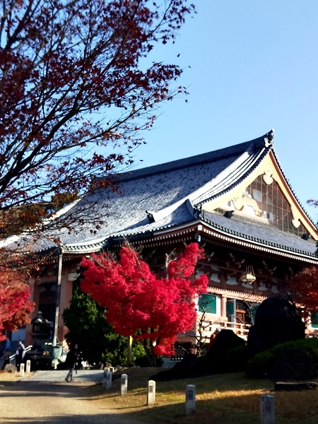 【2018年京都旅行】一個人獨旅賞楓~養源院&智積院