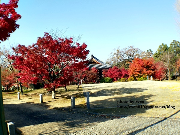 【2018年京都旅行】一個人獨旅賞楓~養源院&智積院