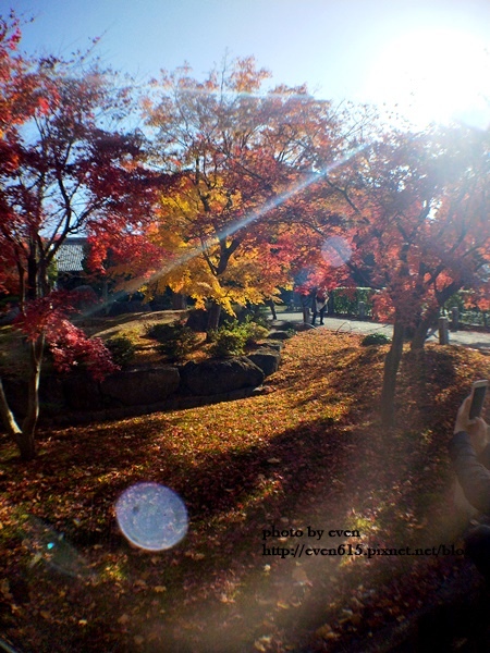 【2018年京都旅行】一個人獨旅賞楓~養源院&智積院