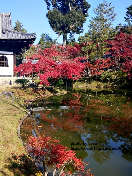 【2018年京都旅行】一個人獨旅賞楓~養源院&智積院