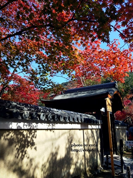 【2018年京都旅行】一個人獨旅賞楓~養源院&智積院