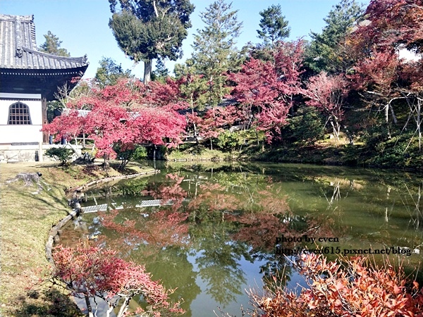 【2018年京都旅行】一個人獨旅賞楓~養源院&智積院