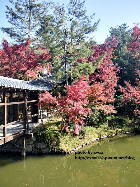 【2018年京都旅行】一個人獨旅賞楓~養源院&智積院