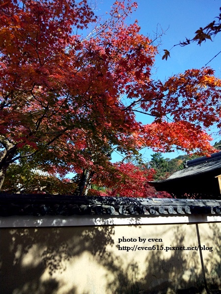 【2018年京都旅行】一個人獨旅賞楓~養源院&智積院