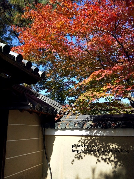 【2018年京都旅行】一個人獨旅賞楓~養源院&智積院