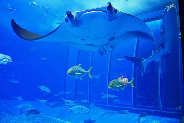 沖繩美麗海水族館—魚兒魚兒水中遊.JPG