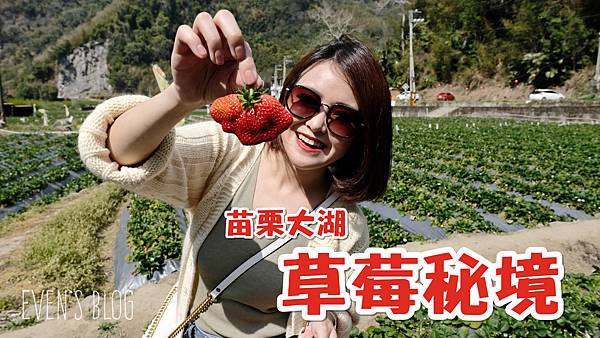 【遊記/苗栗】鮮為人知的大湖內部草莓秘境!占地大、草莓又大又紅又香甜。2021.02.23前往♥