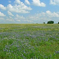 Bluebonnet