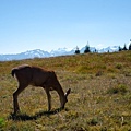 Hurricane Ridge-12.jpg