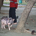 mini pig 3