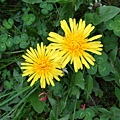 chrysanthemum