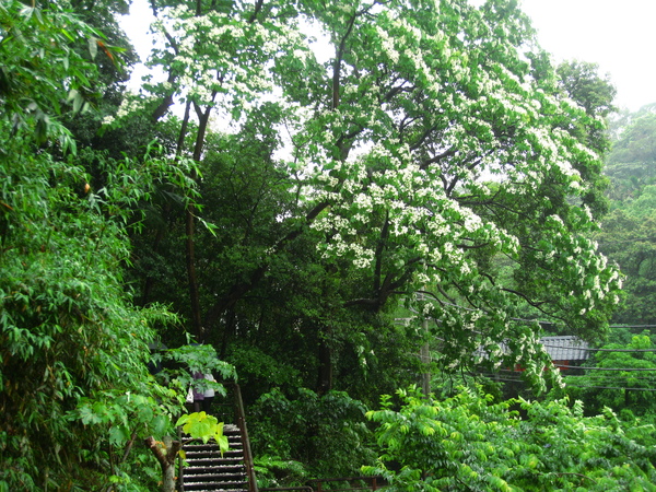 油桐花公園 247.jpg