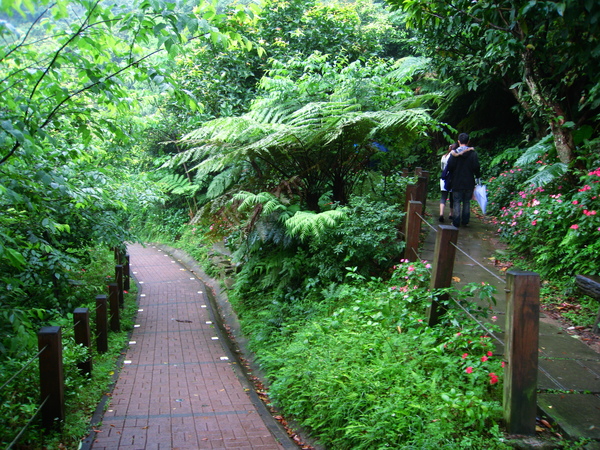 油桐花公園 259.jpg