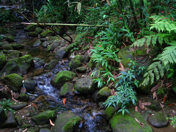 油桐花公園 267.jpg