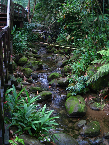 油桐花公園 270.jpg