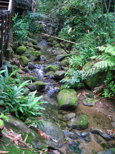 油桐花公園 271.jpg