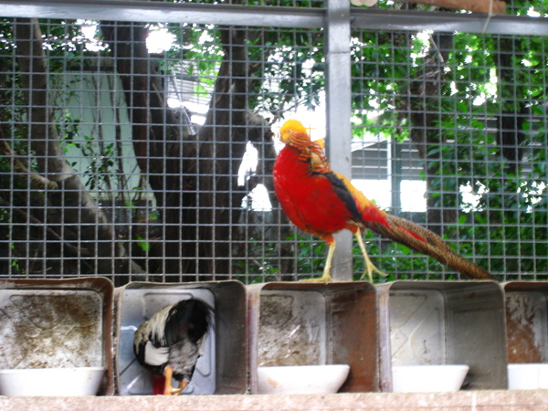 油桐花公園 307.jpg