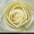 white rose