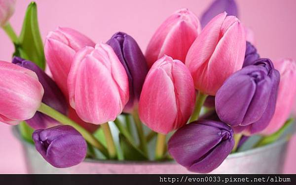 Purple-Pink-Tulips_tn2