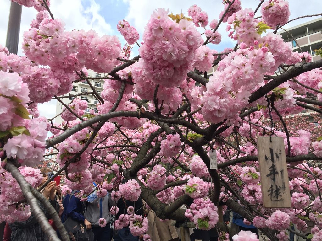 IMG_8430.JPG IMG_8430.JPG