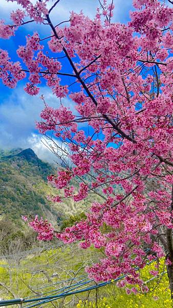 新竹免費賞櫻秘境l財伯觀光果園l夢幻粉紅色富士櫻盛開l別懷疑