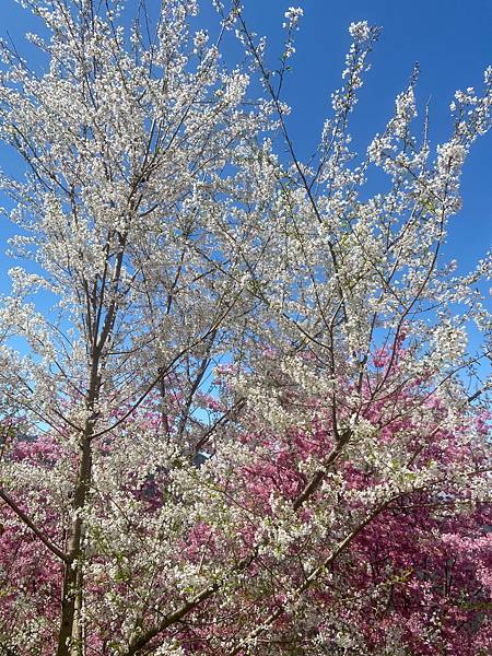 新竹免費賞櫻秘境l財伯觀光果園l夢幻粉紅色富士櫻盛開l別懷疑