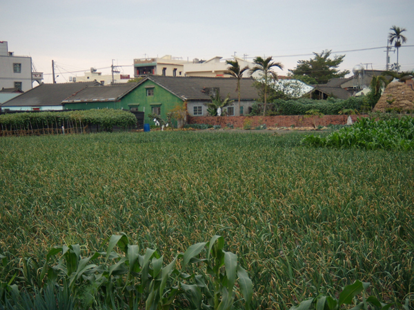 田野