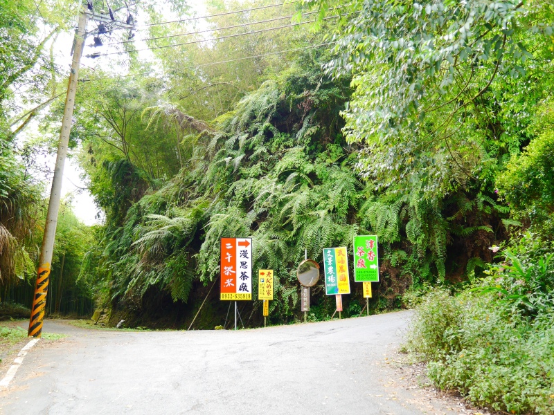 【宏億景觀茶園】真的太熱了 !  想不想躲到海拔1450公尺