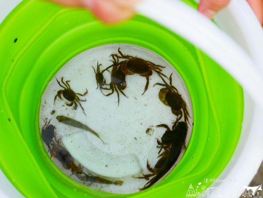 【鄭宅休閒會館/露營區】暈了 全新發現 ！森林裡的冰涼戲水新