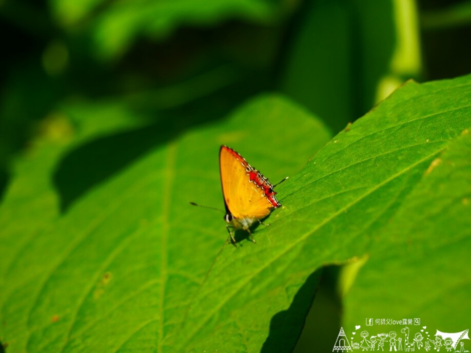 【永樹休閒莊園/露營區】媽媽放生新天堂 !完美獨立大雨棚出現