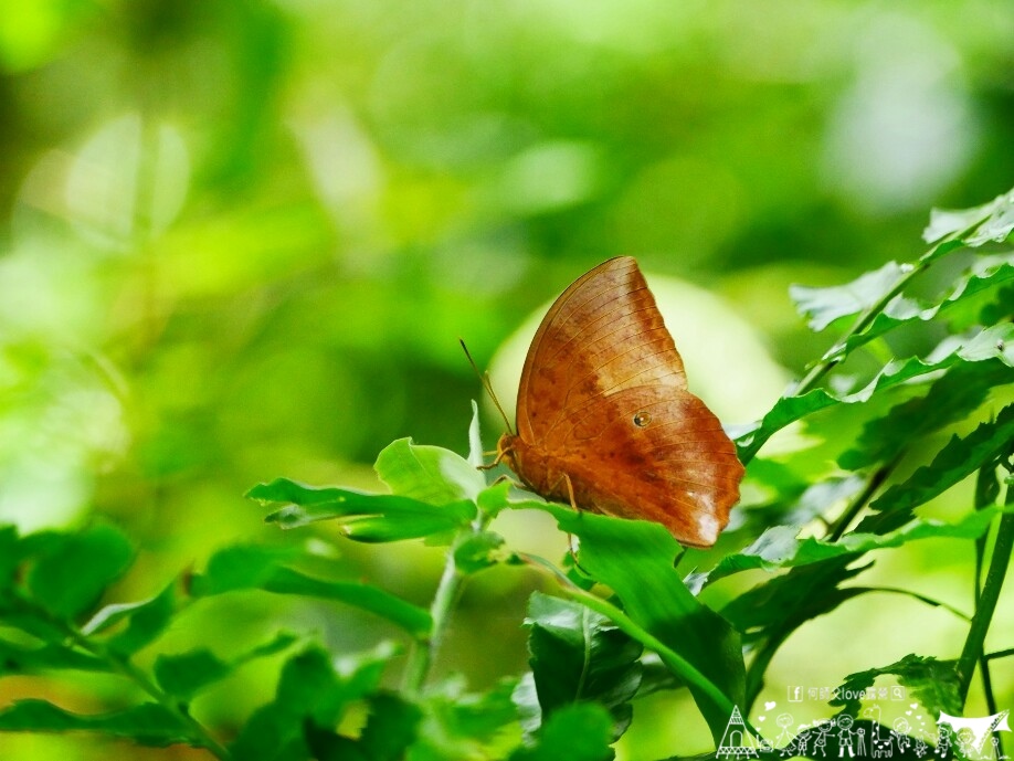 【永樹休閒莊園/露營區】媽媽放生新天堂 !完美獨立大雨棚出現