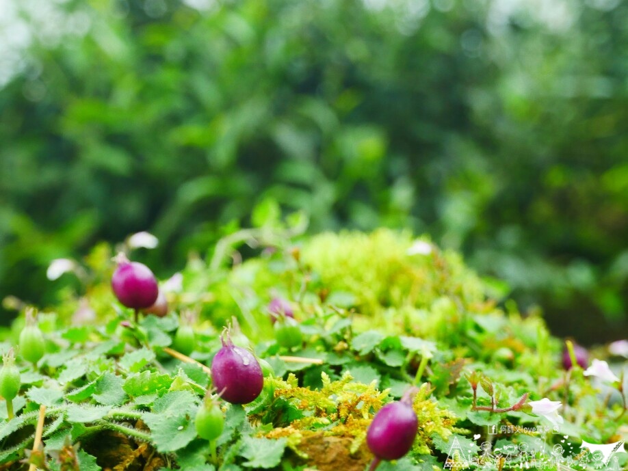 【永樹休閒莊園/露營區】媽媽放生新天堂 !完美獨立大雨棚出現