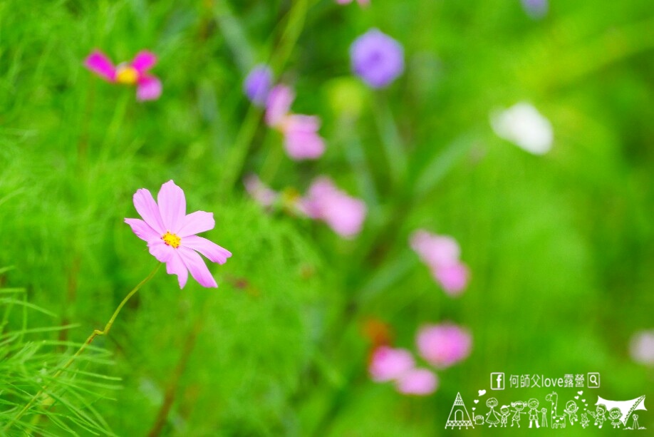 【大片田尾小地方】瘋了 你沒看錯 !超便宜4000全包場營地