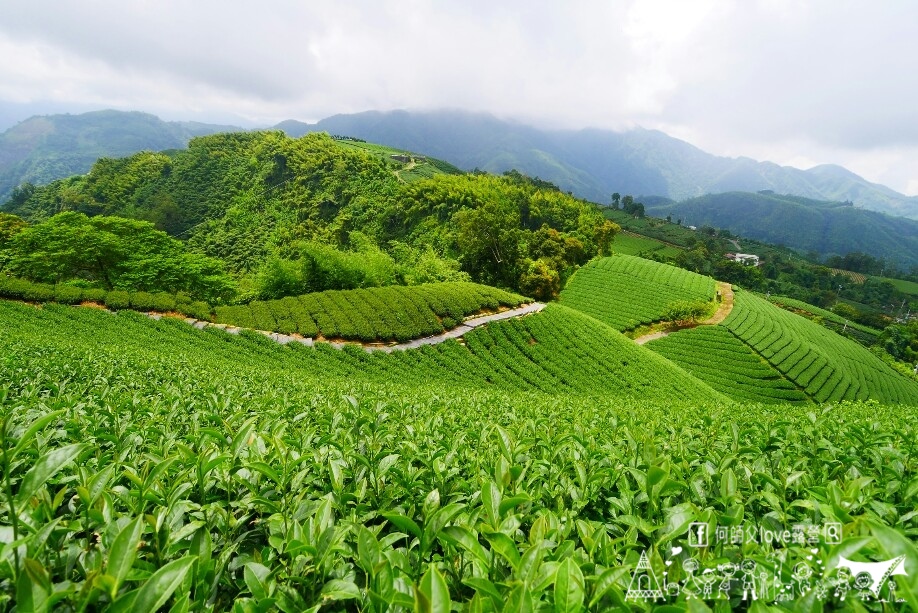 【鞦之林自然生態露營區】嘉義高海拔唯一 ! 絕美阿裏山城市夜景第一排 何師父