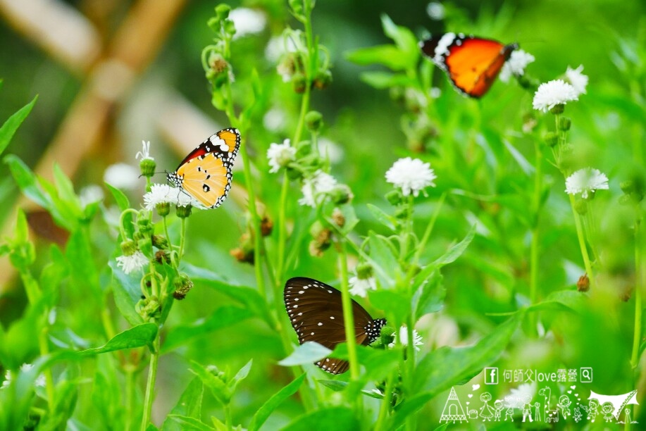 【文森知萊森林營地】哇太超過了 !大家都喜歡森林系營地是真的