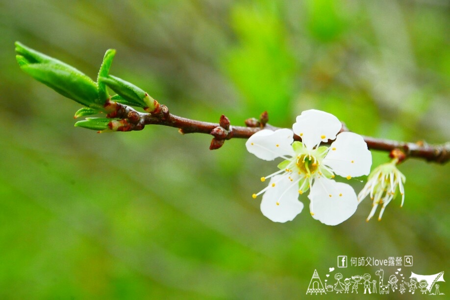 吾山居【原:瑪菈棒景觀露營區】 真的嚇到了 ! 白色海嘯鋪天