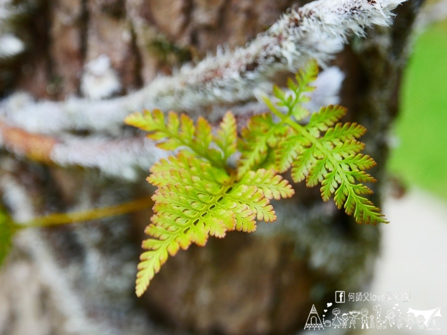 【石家莊風景茶藝休閒館】Oh My God瘋了嗎 !真的露營