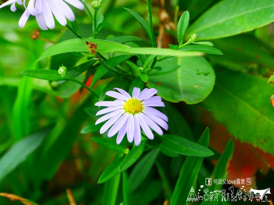 【石家莊風景茶藝休閒館】Oh My God瘋了嗎 !真的露營